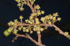 Flacourtia indica